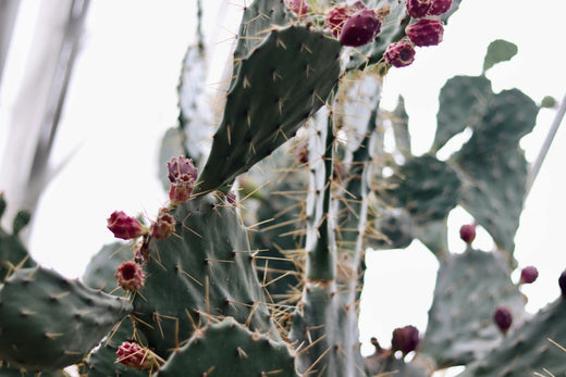 cactus orchids Curly Sue Orchid Cactus – Plant Detectives main image 1