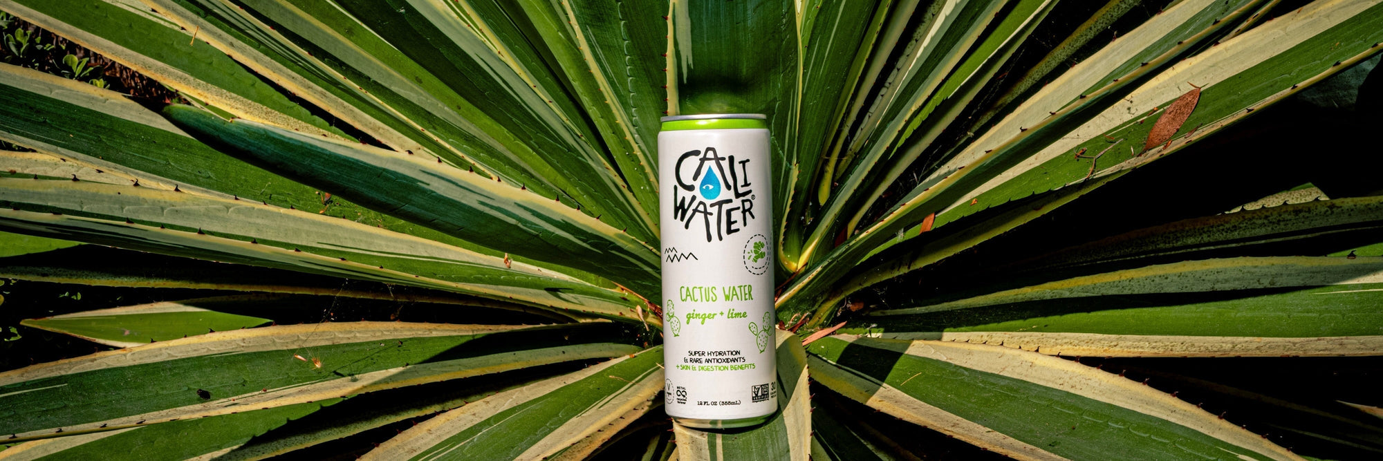 Caliwater Cactus Water Ginger Lime in front of a plant