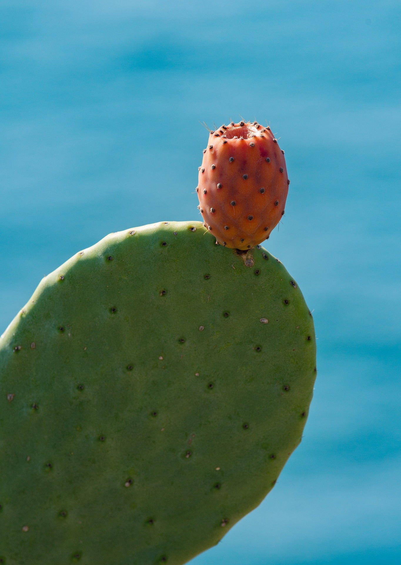 prickly pear cactus pad with fruit in front of a blue background